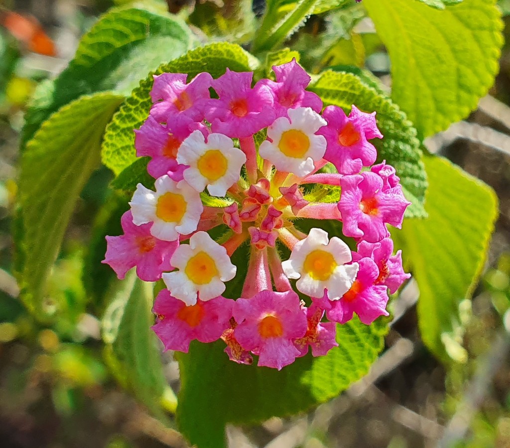 Lantana (Lantana camara)